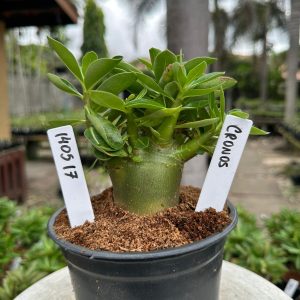 1405 17 Arabicum Cronos