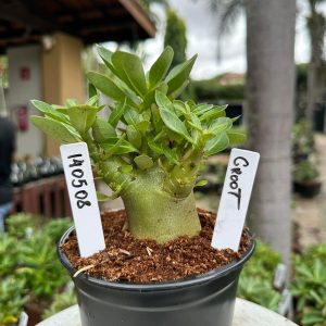 1405 08 Arabicum Groot