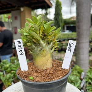 1405 09 Arabicum Groot