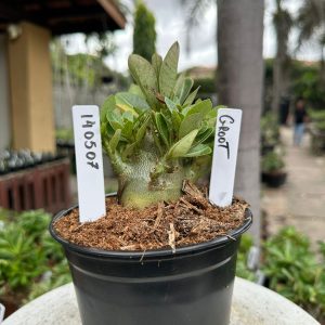1405 07 Arabicum Groot