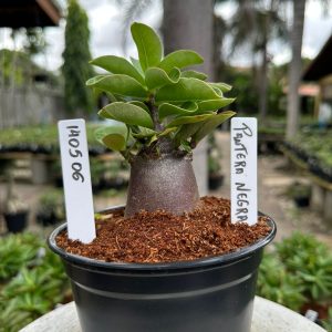 1405 06 Arabicum Pantera negra