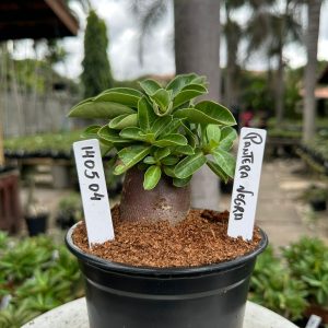 1405 04 Arabicum Pantera negra