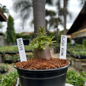 1405 03 Arabicum Pantera Negra