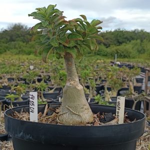 1405 04 Baobá Viuva N. Dobrada ( Leilão )