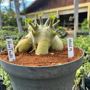 0905 17 Arabicum Minotauro - Adulta