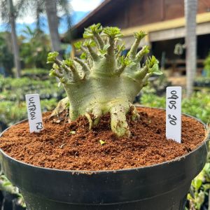 0905 20 Arabicum Ultron - Adulta ( Leilão )