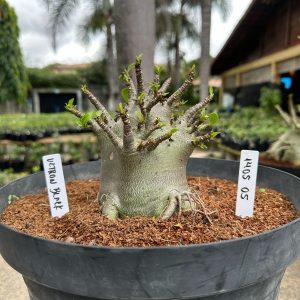 1405 05 Arabicum Ultron Black  - Adulta