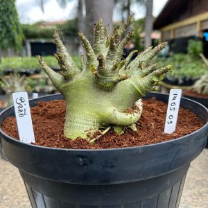1405 03 Arabicum Bizão - Adulta