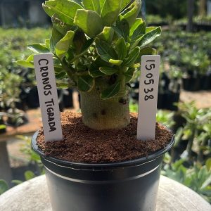 1505 38 Arabicum Cronos Tigrada
