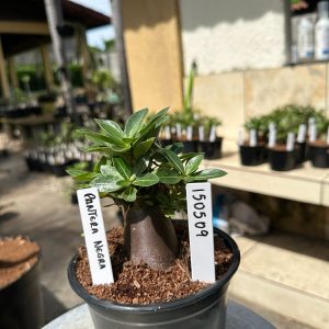 1505 09 Arabicum Pantera Negra