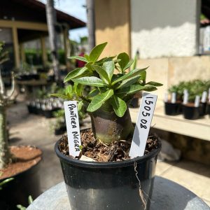 1505 08 Arabicum Pantera Negra