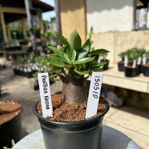 1505 10 Arabicum Pantera negra