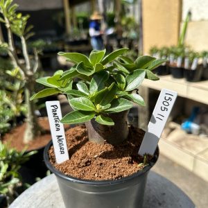 1505 11 Arabicum Pantera Negra