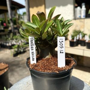 1505 12 Arabicum Pantera Negra