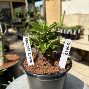 1505 14 Arabicum Pantera Negra