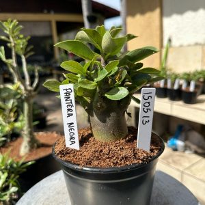 1505 13 Arabicum Pantera Negra