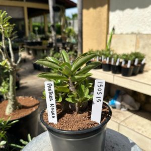 1505 15 Arabicum Pantera negra