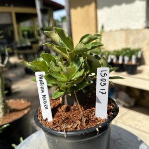1505 17 Arabicum Pantera negra