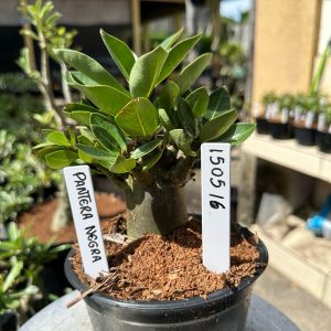 1505 16 Arabicum Pantera Negra