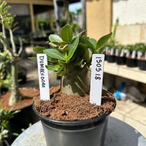 1505 18 Arabicum Pantera negra