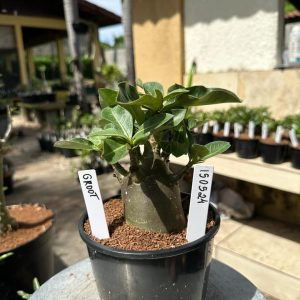 1505 24 Arabicum Groot