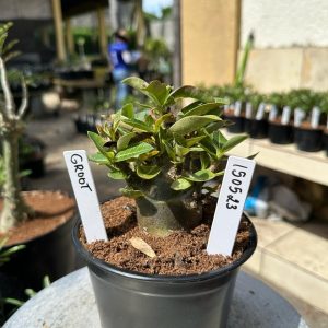 1505 23 Arabicum Groot