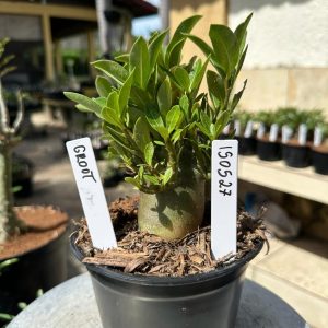 1505 27 Arabicum Groot