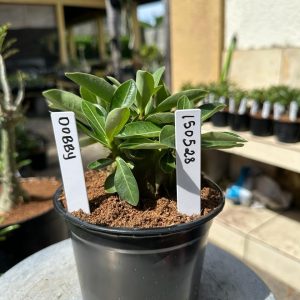 1505 68 Arabicum Dobby