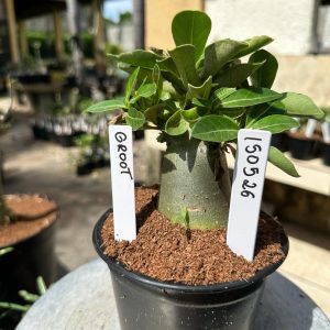 1505 26 Arabicum Groot