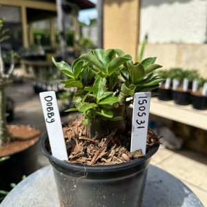 0905 31 Arabicum Dobby