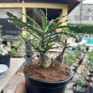 1505 03 Rosa do Deserto Crispum