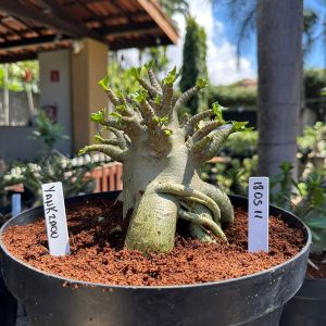 1805 11 Arabicum Yankzaou - Adulta