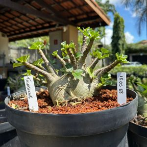 1805 08 Arabicum Tomahawk - Adulta