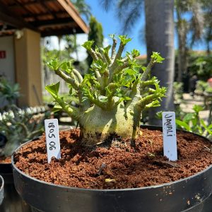 1805 06 Arabicum Javali - Adulta