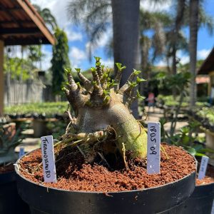 1805 00 Arabicum Tiranossauro - Adulta