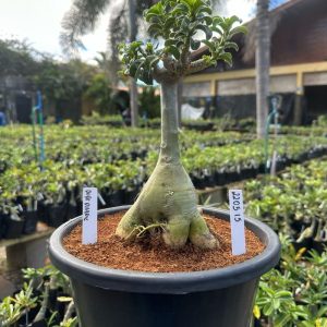 2205 15 Baobá Baby Bodhidharma