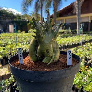 2205 06 Arabicum Ragnarok - Adulta