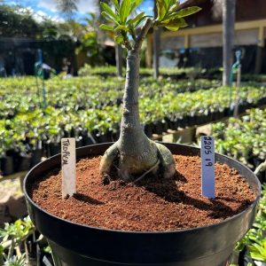 2205 19 Baobá Baby Tropical