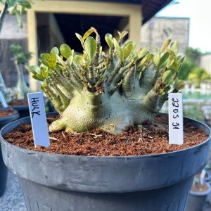 2205 31  Arabicum Hulk