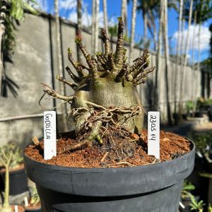 2305 14 Arabicum Godzilla Black - Adulta ( Leilão )