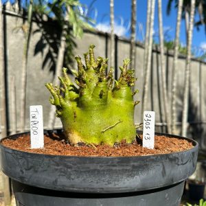2305 13 Arabicum Torpedo - Adulta ( Leilão )