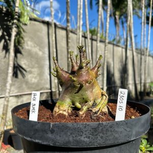 2305 10 Arabicum Black Hulk - Adulta