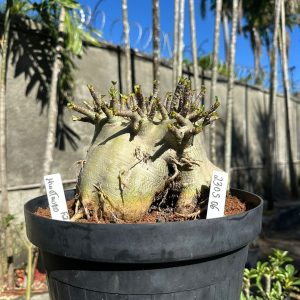 2305 06 Arabicum Minotauro Avaria  - Adulta