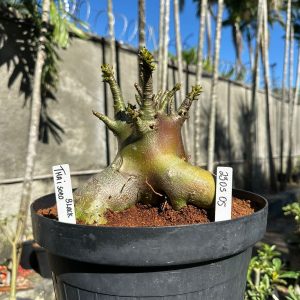 2305 05 Arabicum Thai soco Black  - Adulta