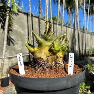 2305 04 Arabicum Dinossaur - Adulta