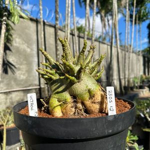 2305 12 Arabicum Ultron  - Adulta ( Leilão )