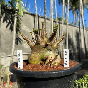 2305 03 Arabicum Spartacus Black  - Adulta