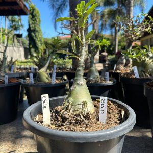 2505 10 Baobá Baby cibele
