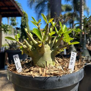 2505 01 Arabicum Thai soco - Adulta