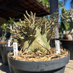 2505 04 Arabicum Godzilla - Adulta